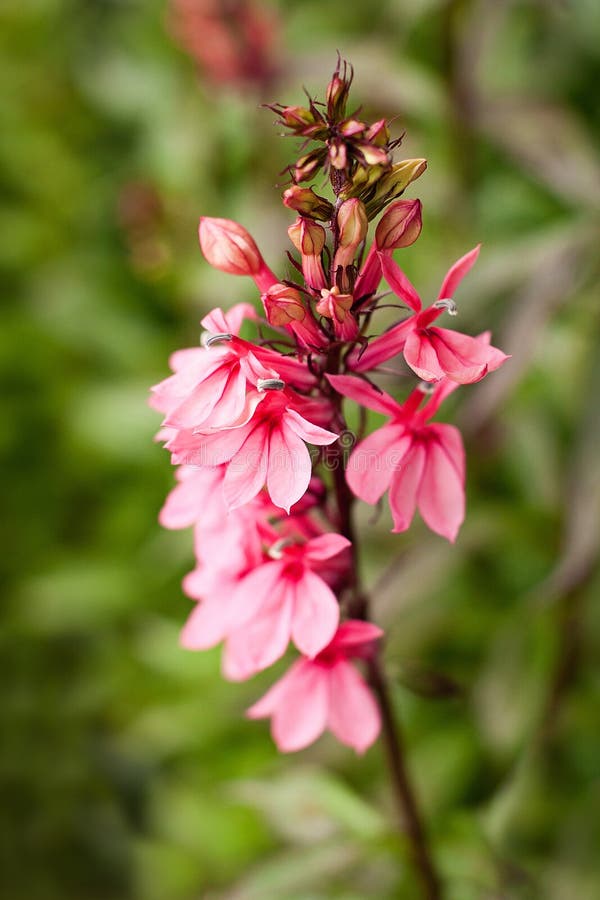 Tall Pink Flower in Garden stock image. Image of garden 26745181