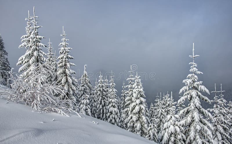 Snow Covered Alpine Evergreens on Cloudy Day