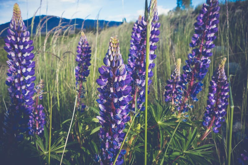 tall purple flowers tall purple flowers
