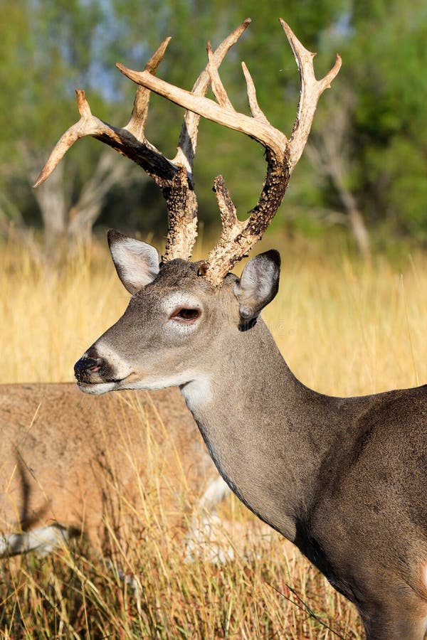 Tall racked whitetail portrait
