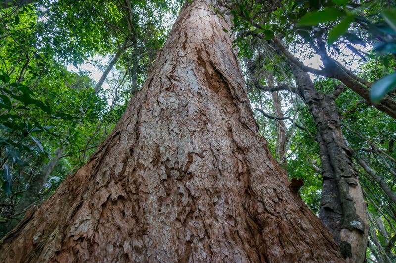 Tall red cedar tree with wide trunk and bark texture stock image