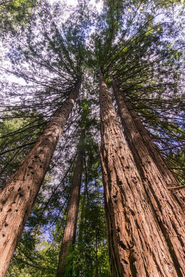 Tall Redwood Trees Muir Woods National Monument Mi Stock Photo Image