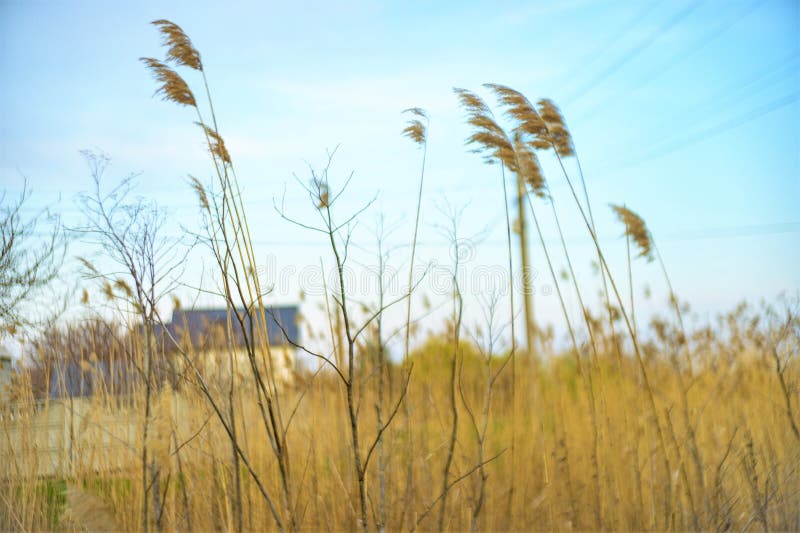 Tall Reed Grass Grows in the Rural Field, House and Blue Sky in the