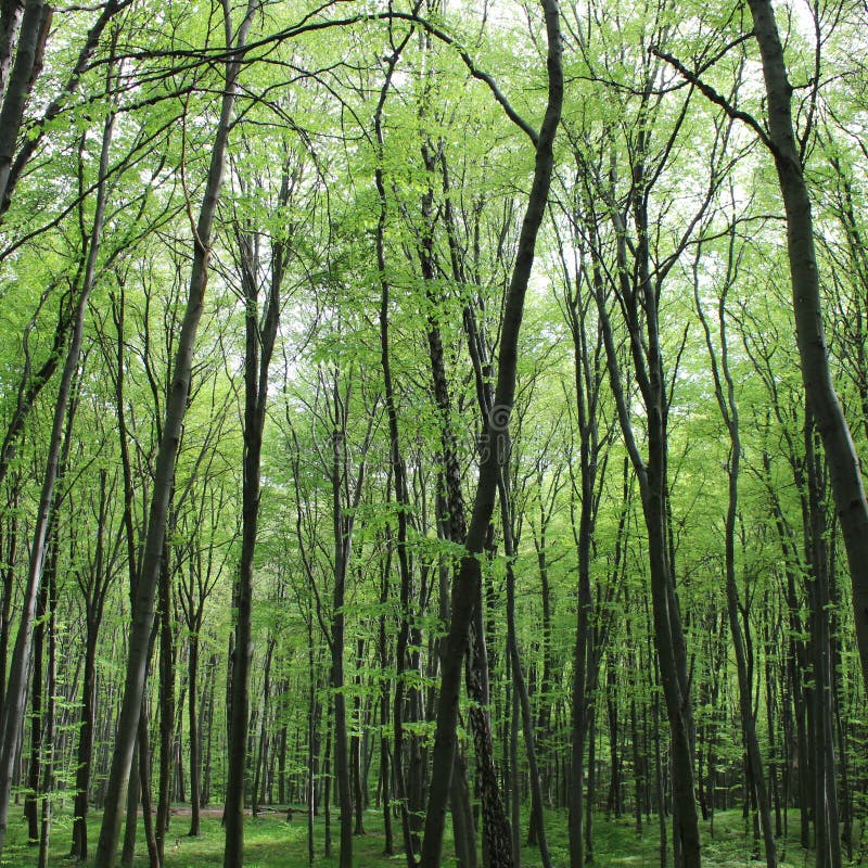 Top 28+ Stock Images what are the tall skinny trees called Excellent Top 28+ Stock Images what are the tall skinny trees called Excellent