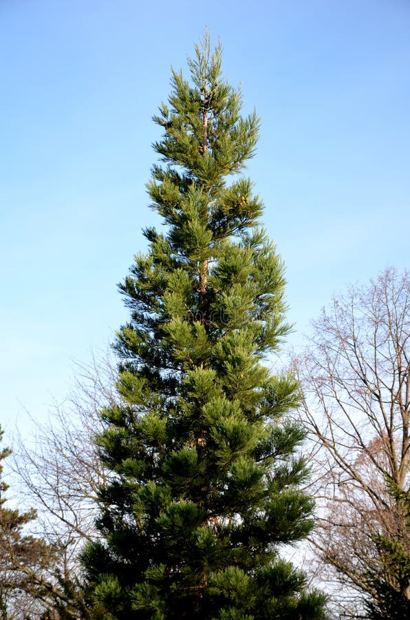 Tall Conifer Trees In The Michigan Upper Peninsula Wilderness Wood Lands. Stock Photo Image of