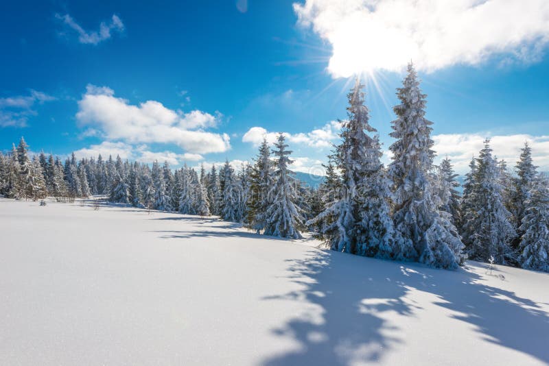 Tall Slender Snowy Fir Trees Grow on a Hill Stock Photo - Image of ...