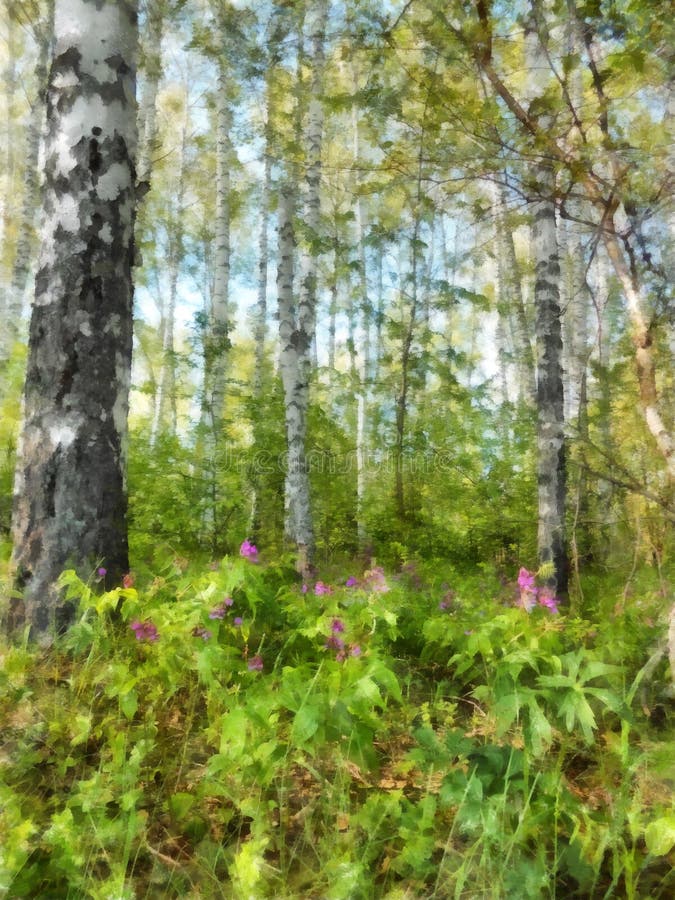 Tall slender white birch forest. Russian spring landscape water stock illustration Tall slender white birch forest. Russian spring landscape water stock illustration