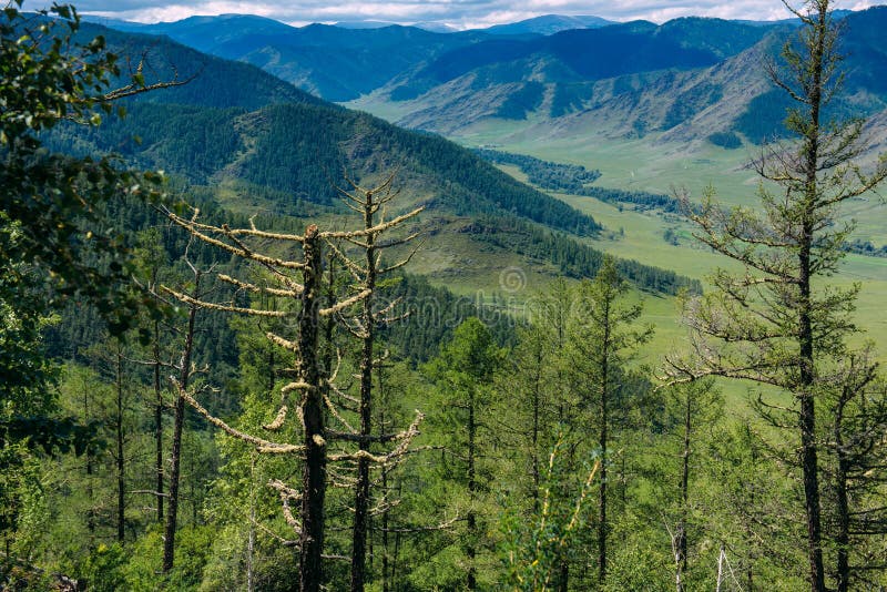 Tall spruce-trees growths on slopes of the hills covered by green grass. Atmospheric landscape of highland nature stock photos Tall spruce-trees growths on slopes of the hills covered by green grass. Atmospheric landscape of highland nature stock photos
