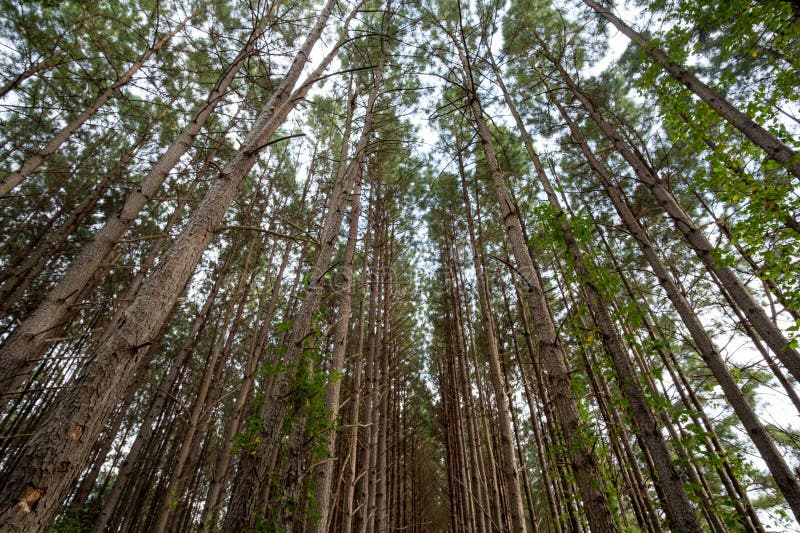 Tall Stand of Evergreen Trees Stock Photo Image of idyllic