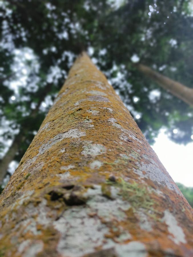 Tall and straight tree stock image. Image of autumn 262515085