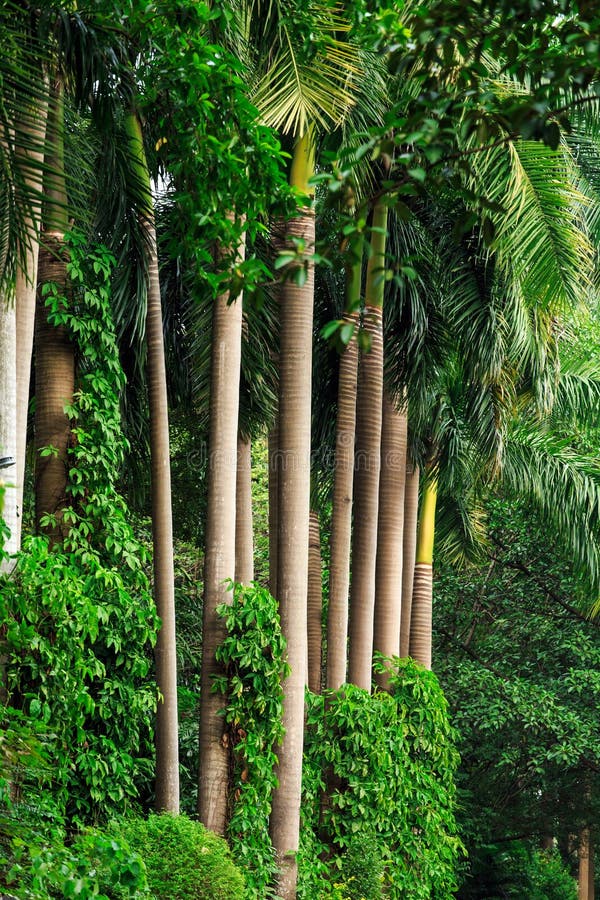 Tall Straight Trees Stock Photos Download 1,647 Royalty Free Photos