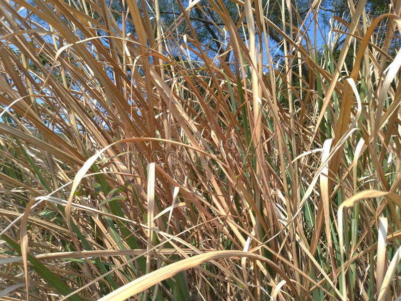 Dried Grass With White Fluffy Flowers. Straw, Hay On A Foggy Day Light