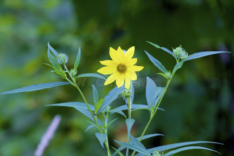 Tall Sunflower prairie wildflower growing in Suamico Wisconsin  846048    Helianthus giganteus. Tall Sunflower prairie wildflower growing in Suamico Wisconsin  846048    Helianthus giganteus