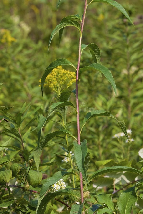 Tall Sunflower wildflower red stem with leaves growing in Bluff Spring Fen Nature Preserve Elgin Illinois  823541   Helianthus giganteus. Tall Sunflower wildflower red stem with leaves growing in Bluff Spring Fen Nature Preserve Elgin Illinois  823541   Helianthus giganteus