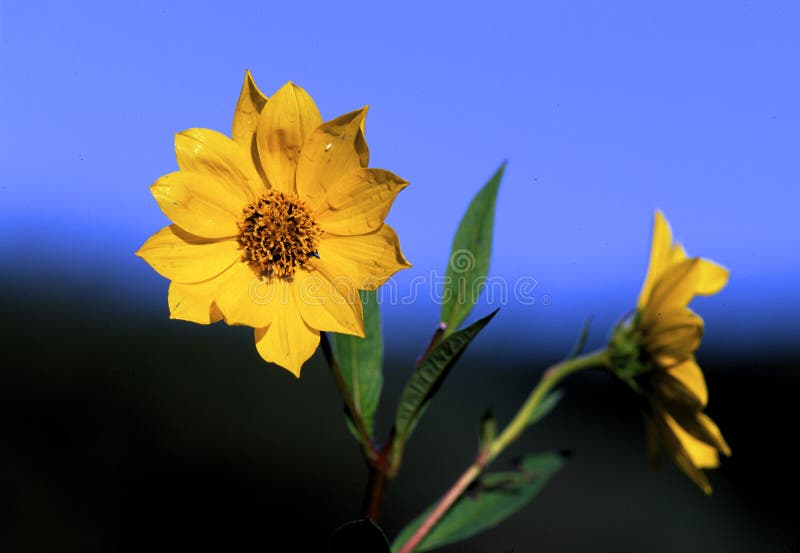 Tall Sunflowers against blue sky wildflowers growing in Bluff Spring Fen Nature Preserve Elgin Illinois      44130   Helianthus giganteus. Tall Sunflowers against blue sky wildflowers growing in Bluff Spring Fen Nature Preserve Elgin Illinois      44130   Helianthus giganteus