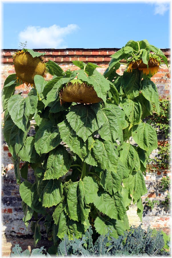 Tall Sunflowers Growing stock photo. Image of garden 170843196