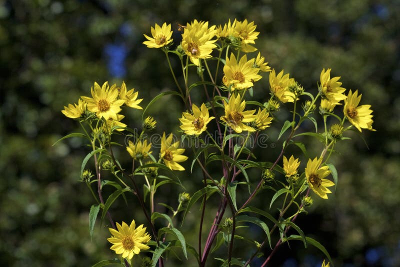 Tall Sunflower wildflowers growing in Bluff Spring Fen Nature Preserve Elgin Illinois      823309   Helianthus giganteus. Tall Sunflower wildflowers growing in Bluff Spring Fen Nature Preserve Elgin Illinois      823309   Helianthus giganteus