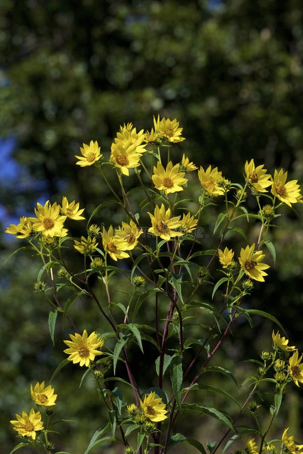 Tall Sunflower wildflowers growing in Bluff Spring Fen Nature Preserve Elgin Illinois      823311   Helianthus giganteus. Tall Sunflower wildflowers growing in Bluff Spring Fen Nature Preserve Elgin Illinois      823311   Helianthus giganteus