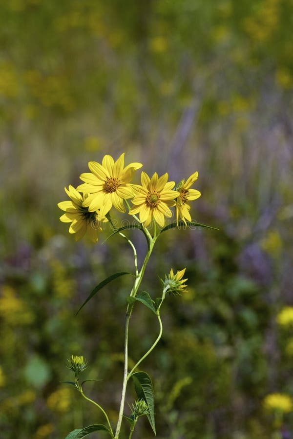 Tall Sunflower wildflowers growing in Bluff Spring Fen Nature Preserve Elgin Illinois   823540  Helianthus giganteus. Tall Sunflower wildflowers growing in Bluff Spring Fen Nature Preserve Elgin Illinois   823540  Helianthus giganteus