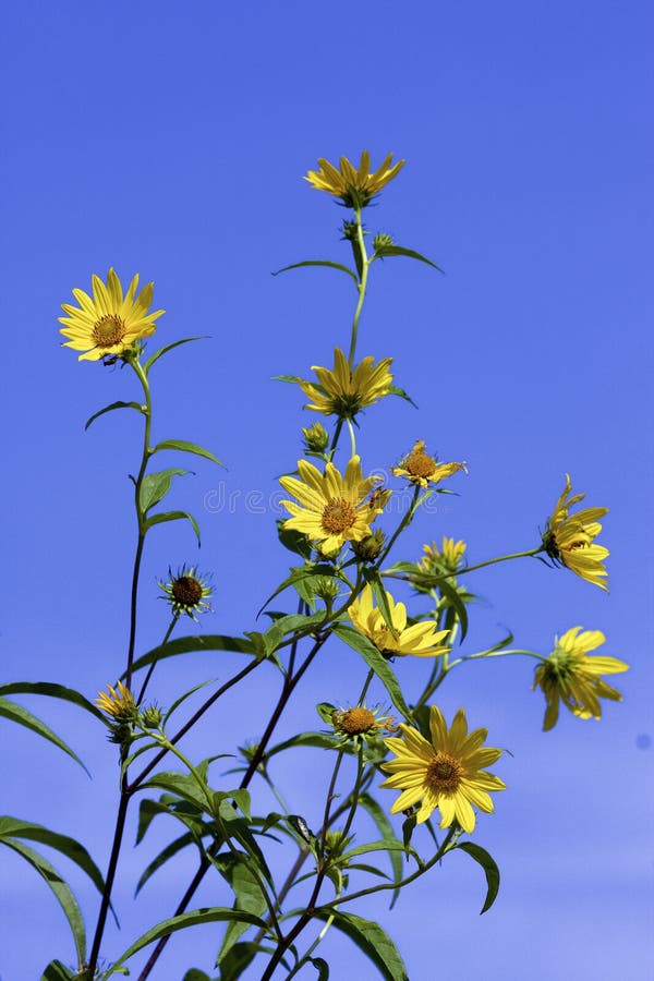 Tall Sunflowers wildflowers against blue sky growing in Bluff Spring Fen Nature Preserve Elgin Illinois   823315   Helianthus giganteus. Tall Sunflowers wildflowers against blue sky growing in Bluff Spring Fen Nature Preserve Elgin Illinois   823315   Helianthus giganteus
