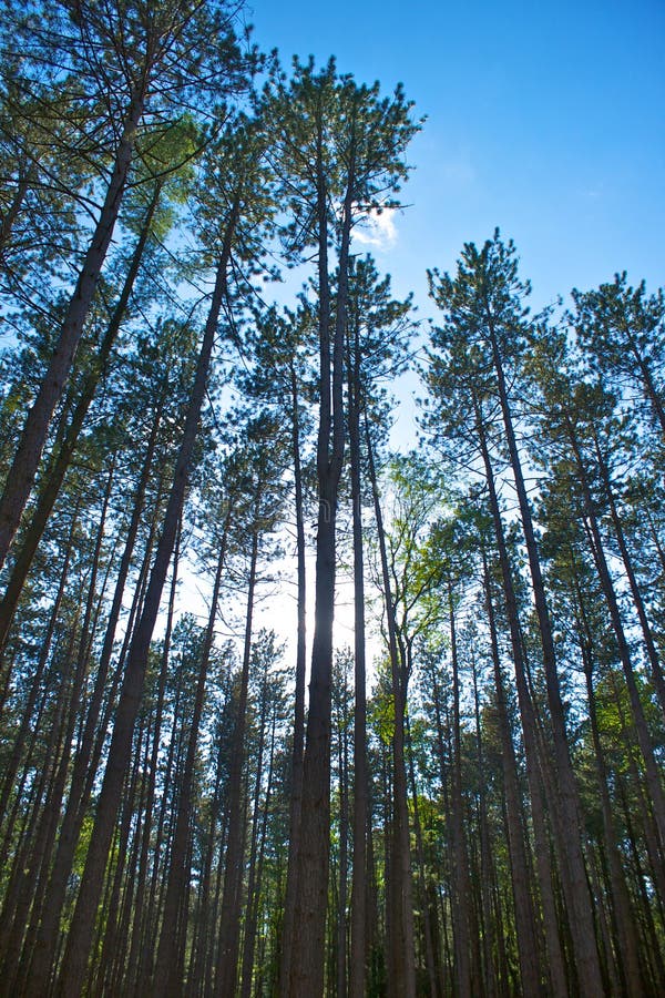 Two Tall Pines in California Mountains Stock Image Image of woods