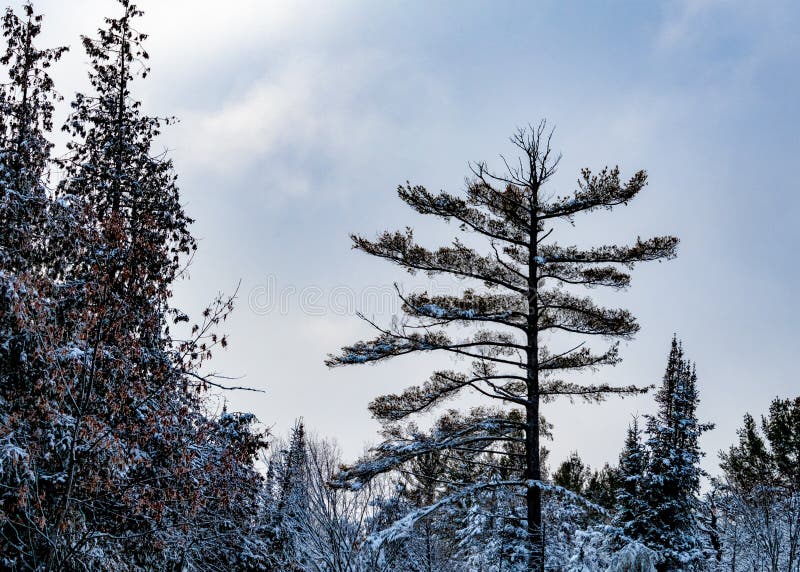 Tall, thin pine tree stands above its snowy peers stock photo
