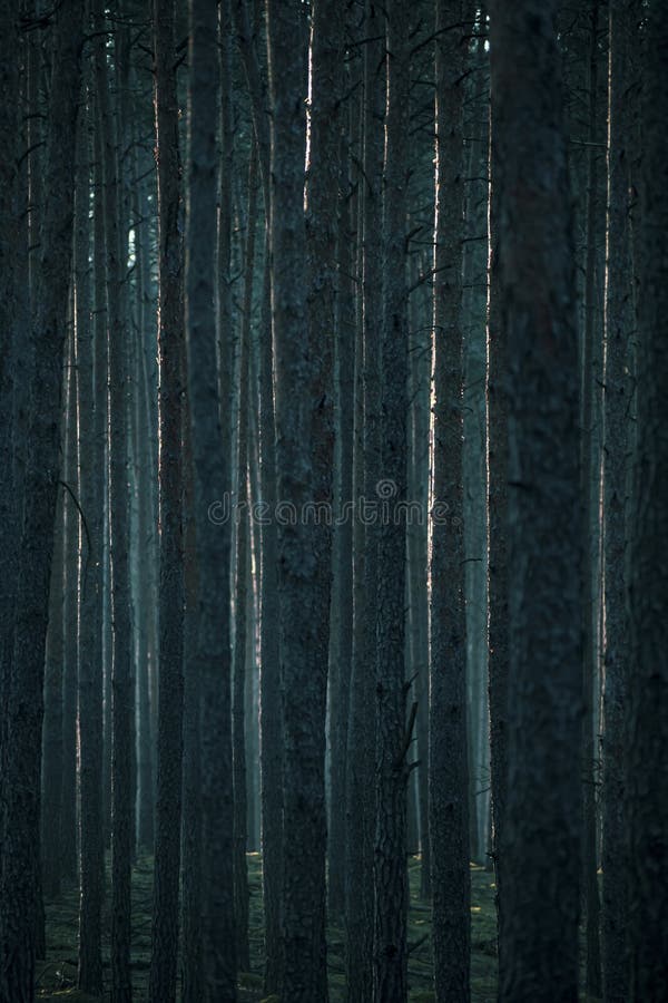 Tall thin pine trees in a dark forest stock images