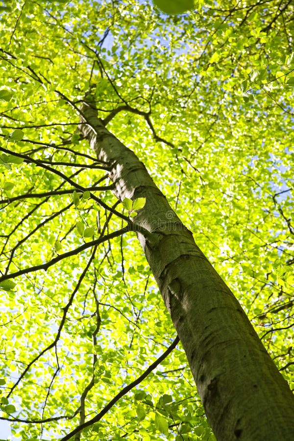 Albero alto, in una prospettiva di foresta lussureggiante verde in primavera.