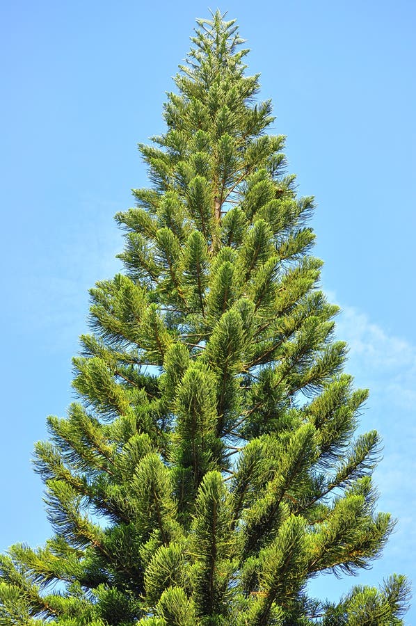 The tall tree against blue sky