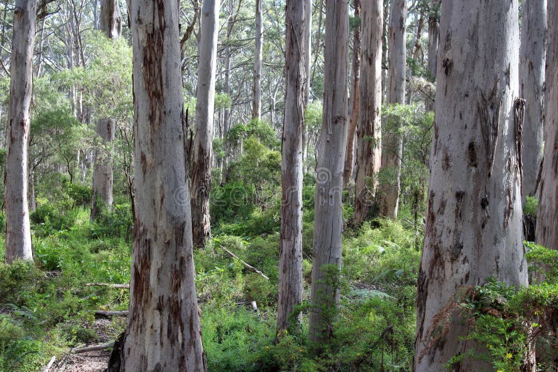 Tall Tree Boranup Karri Forest West Australia