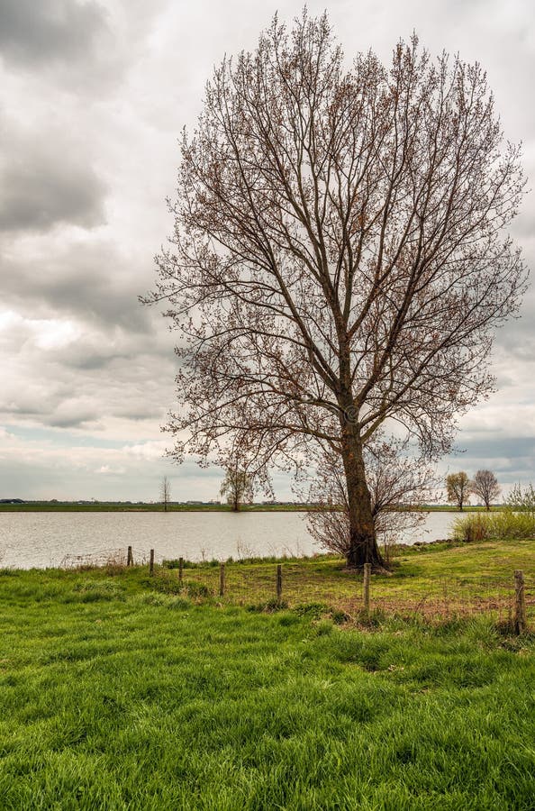 Tall tree just budding on the flood plain of a Dutch river royalty free stock photo