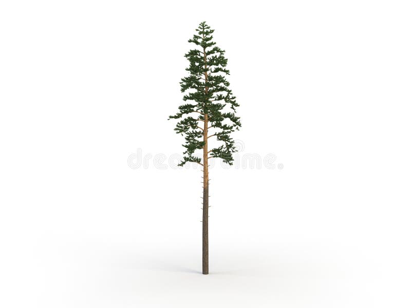 Tall tree pine