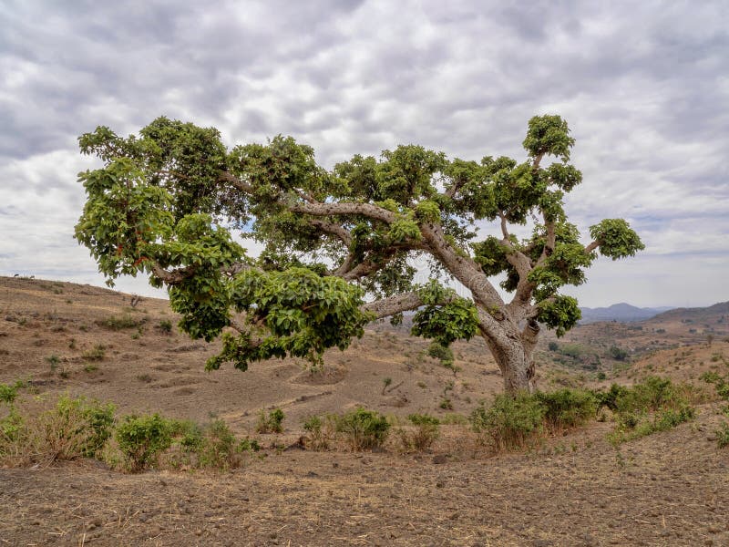 Tall Trees Dominate Northern Ethiopia Stock Photo Image of africa