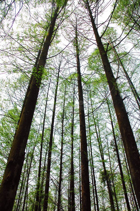 Tall trees in forest stock photo. Image of angle, wooded 2216050
