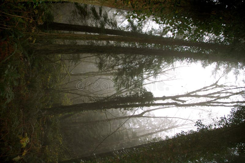 Tall trees in forest