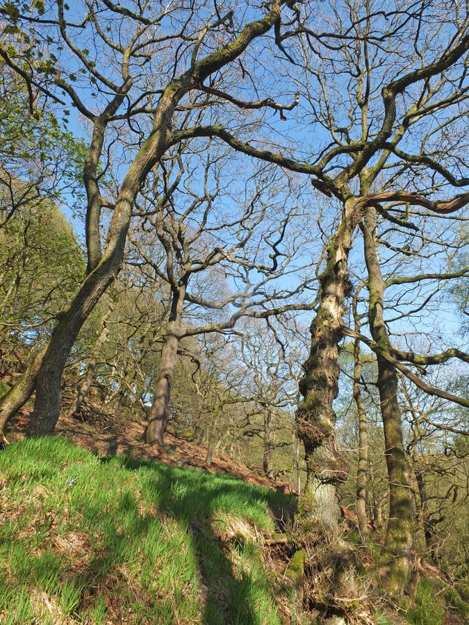 Tall twisted trees in the colden valley in west yorkshire in bright early spring sunlight royalty free stock photo Tall twisted trees in the colden valley in west yorkshire in bright early spring sunlight royalty free stock photo
