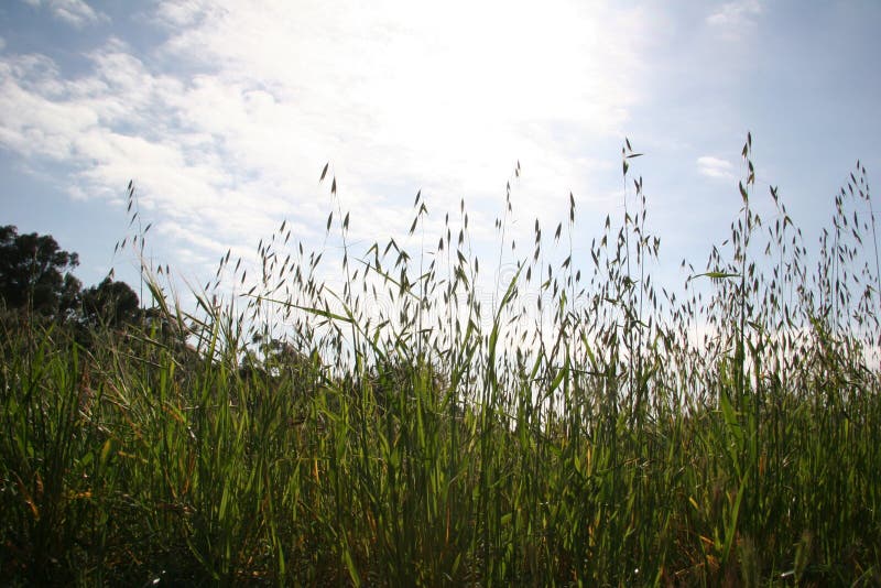 Tall Wheatgrass on Bright Sky