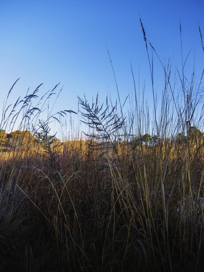 Tall Wild Grass Stems on Meadow Standing against Blue Sky Backgrounds