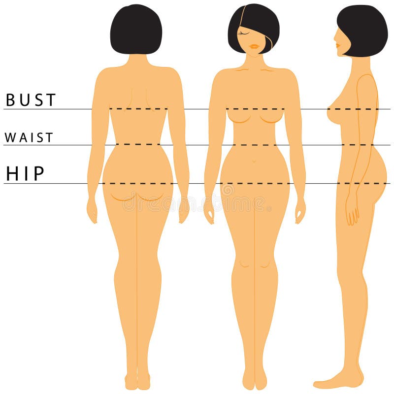 Tabla De Medidas Del Cuerpo De La Mujer Ilustración del Vector -  Ilustración de frente, modelo: 117568667