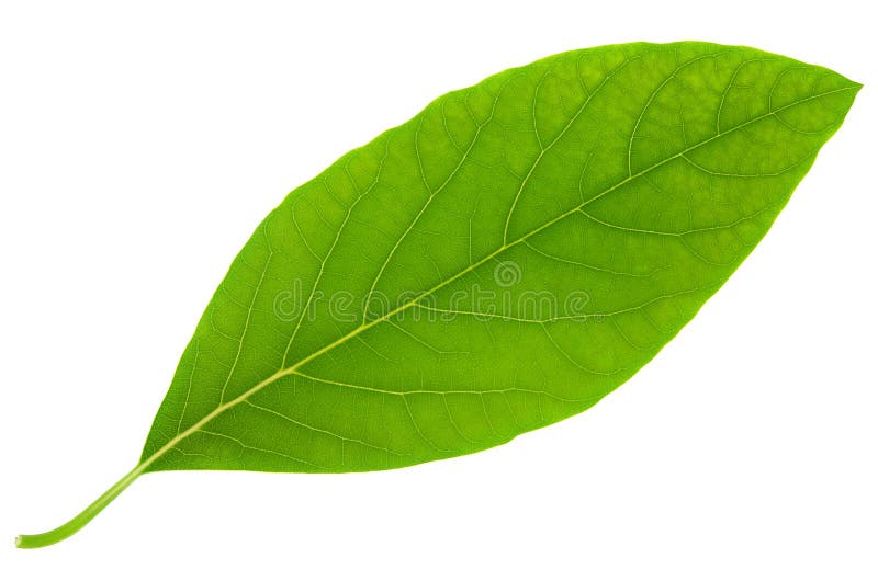 Hoja De Aguacate. Hojas De Veta Verde Con Sombra Contrastante En Luz