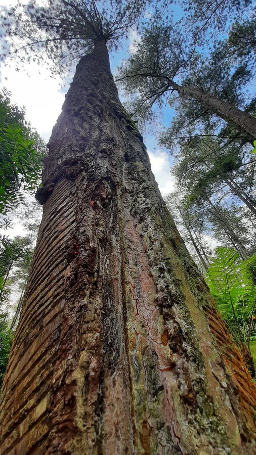 Tallest Tree at Tropical Forest Stock Image Image of geology, tallest 264490699