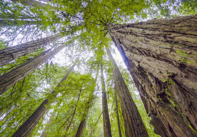 The Tallest Trees Redwood Forest in California Stock Photo Image of
