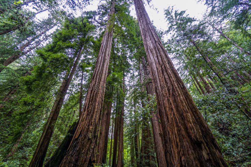 The Tallest Trees Redwood Forest in California Stock Photo Image of