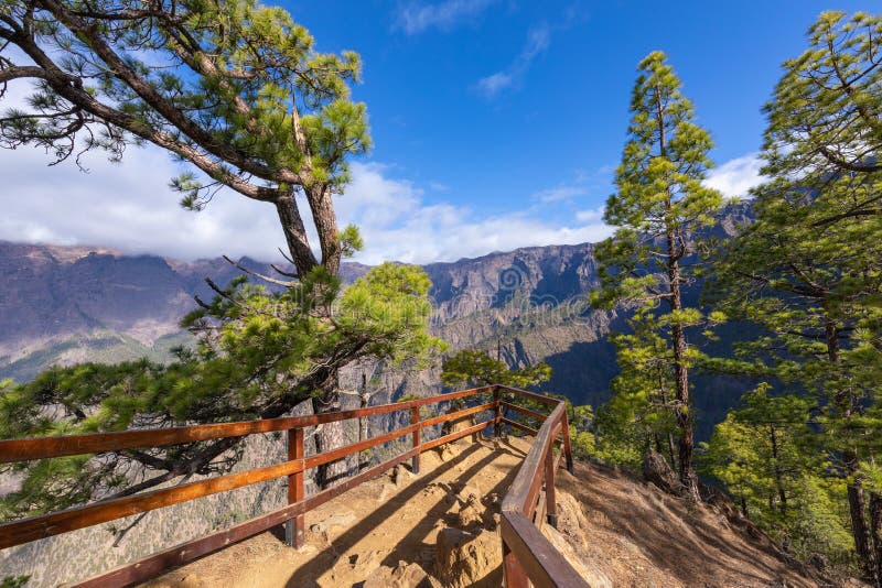 Tallskog i nationalparken Caldera de Taburiente Viewpoint La Cumbrecita, La Palma, Kanarieöarna, Spanien royaltyfri foto