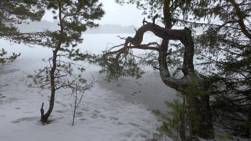 Tallträd vid kanten av en snöstorm i skogsvattenområdet med kallt, grumligt vinterväder.