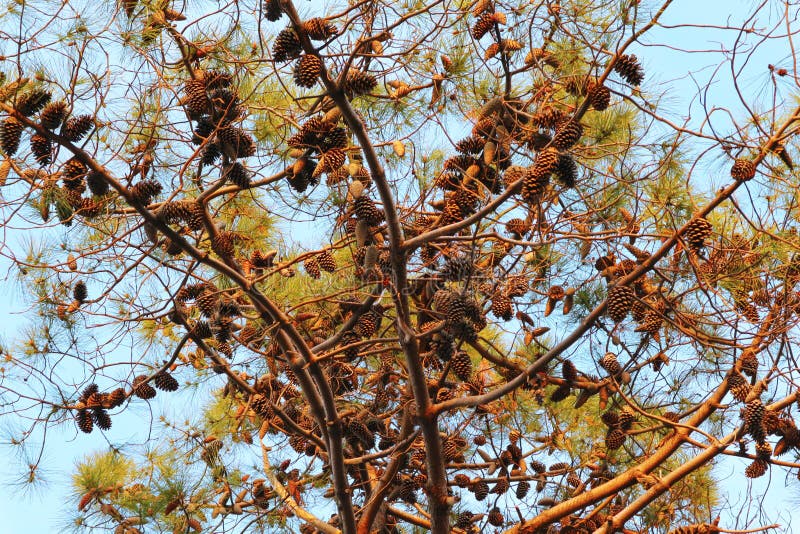 Tallträdsgrenar med många pinjekonar arkivfoto