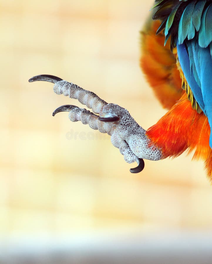 Talons eines Papageien stockfoto. Bild von löschen, namen - 28923722