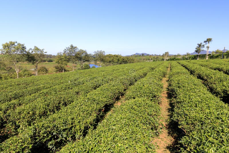 Tama Chau Herbaciana plantacja z zielona herbata krzakami w Bao zwianiu, Vietn zdjęcie stock Tama Chau Herbaciana plantacja z zielona herbata krzakami w Bao zwianiu, Vietn zdjęcie stock