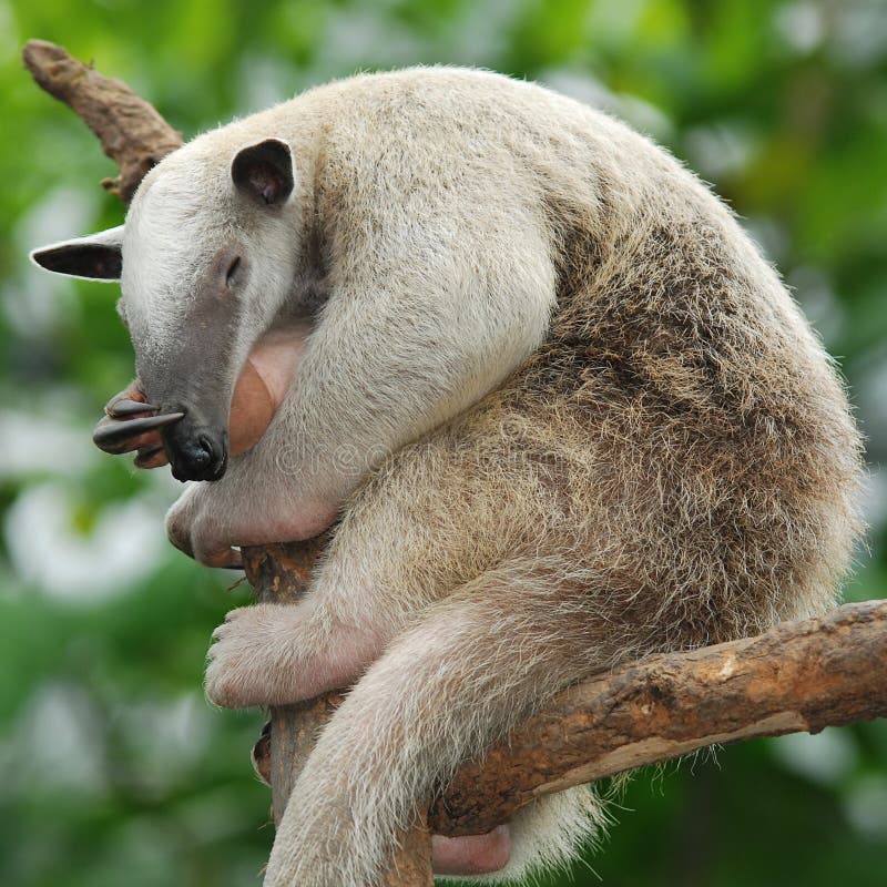 Anteaters are the four mammal species of the suborder Vermilingua commonly known for eating ants and termites. Anteaters are the four mammal species of the suborder Vermilingua commonly known for eating ants and termites.