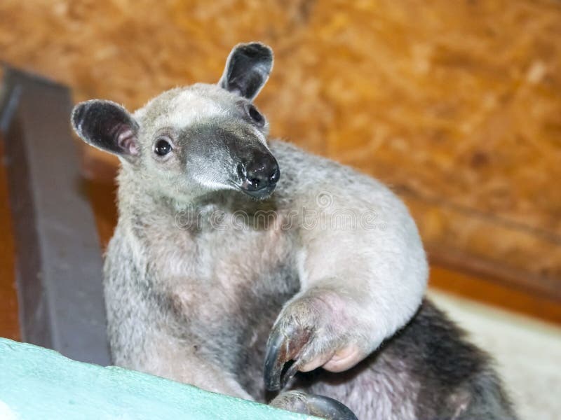 Tamandua meridional (tetradactyla de Tamandua) foto de archivo Tamandua meridional (tetradactyla de Tamandua) foto de archivo